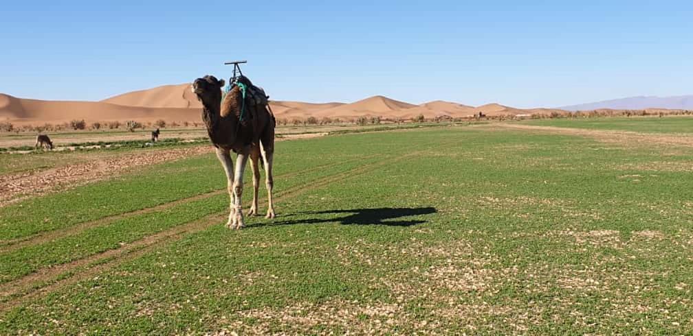 Chegaga Desert Trips Camp M'Hamid Zewnętrze zdjęcie